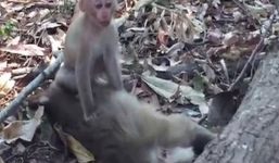 Video: Khỉ con lay xác mẹ nhiều giờ giữa nắng nóng gây bão