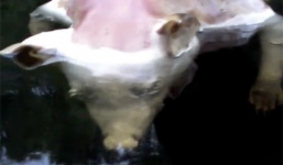 Phát hiện xác sinh vật 'đầu lợn tay người' dưới hồ ở Mỹ