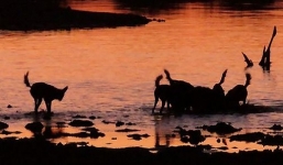 Video: Linh dương tử nạn dưới móng vuốt đàn chó hoang hiếu chiến