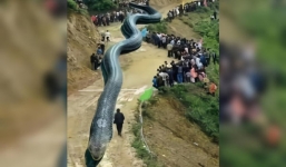 Chỉnh ảnh rắn thành rồng rồi tung tin đồn nhảm, người đàn ông lĩnh 'trái đắng'