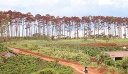 Thuê người 'đầu độc' rừng để chiếm đất, cán bộ ngân hàng bị bắt giam