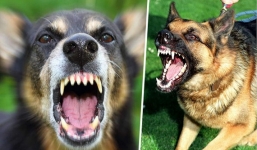 Bé trai 12 tuổi tử vong do chó dại cắn