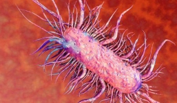 Con đường lây nhiễm, cách nhận biết, phòng tránh 'vi khuẩn ăn thịt người' whitmore