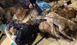 Nữ quái cầm đầu đường dây trộm chó khủng bị 'sa lưới'