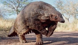 Phát hiện động vật mới, nghi là trung gian truyền virus corona 