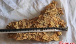 Đi chăn gia súc bất ngờ nhặt được cục vàng, khối lượng gây bất ngờ