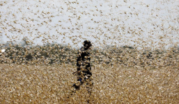 Trung Quốc xuất hiện thêm 'đại dịch' châu chấu sau dịch virus corona