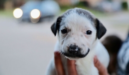 Sinh ra đã già nhăn nhúm, chú chó gây bão MXH với bộ ria mép cực độc