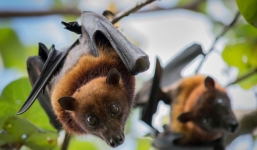 Nhiều cửa hàng tiếp tục bày bán thịt động vật tại Trung Quốc, bất chấp Covid-19