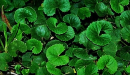 7 lợi ích tuyệt vời của rau má không phải ai cũng biết