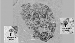 Phát hiện cách lây nhiễm mới của virus cúm