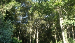 Bố bắn nhầm con trai tử vong khi đi săn trong rừng