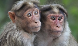 Khỉ ăn trộm 3 mẫu thí nghiệm Covid-19 gây xôn xao