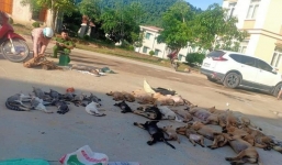 Đôi nam nữ trộm 30 con chó, mèo trong đêm lĩnh 'kết đắng'