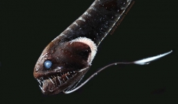 Bí ẩn về loài cá đen ẩn mình giữa lòng đại dương sâu thẳm