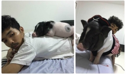 Không chấp nhận cảnh cô đơn, chàng trai nuôi lợn nái ôm ngủ hàng ngày thay cho bạn gái