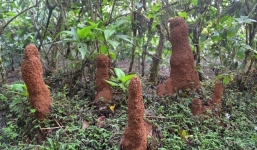 Phát hiện vật thể lạ mọc lên từ lòng đất, nữ du khách cả gan đến gần và cái kết khó tin