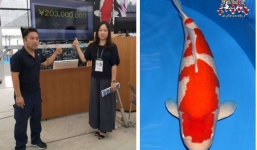 'Nàng cá Koi' chỉ hơn 1m đã làm hàng chục căn chung cư 'bay màu' ở Nhật khiến dân tình trầm trồ