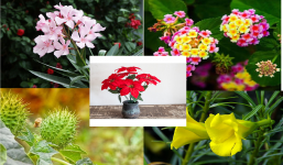 10 loại cây phổ biến nhưng chứa độc tố nguy hại tuyệt đối không nên bỏ qua