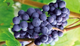Lợi ích tuyệt vời là thế nhưng ăn nhiều nho có thực sự tốt?