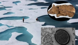 Đào sâu lớp băng vĩnh cửu, bàng hoàng phát hiện sói non 57.000 năm tuổi và bí mật ẩn giấu