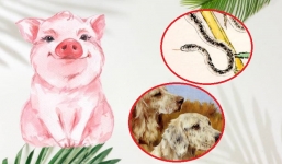 Thời thế lên ngôi, 3 con giáp này chỉ ngồi rung đùi cũng vượng phát trong năm 2021