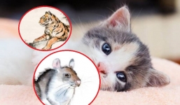 Thần tài chiếu cố, 3 con giáp được nâng đỡ ngồi trên đống tiền