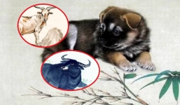 Vận mệnh khó tránh, 3 con giáp này có cố cũng không tránh được vận xui đen đủi đầu năm