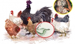 Lộc lá thiện kim bủa vây, 3 con giáp này rũ bỏ mọi vận đen nhận cơn mưa tài lộc