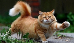 Thời điểm vàng bung nở, 3 con giáp chỉ ngồi rung đùi cũng đón may mắn ngập nhà