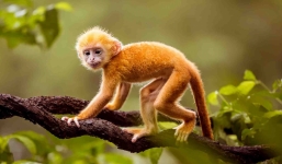 Quý nhân kề bên, 3 con giáp này hốt hết vàng bạc của thiên hạ