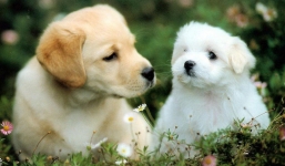 3 con giáp này cần đặc biệt tránh đầu tư tiền bạc kẻo trắng tay khi bị vận xui chiếu mệnh