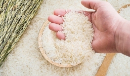 Giá lúa gạo hôm nay 9/8: Tụt dốc không phanh