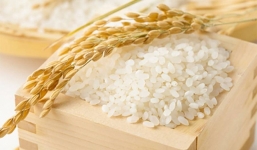 Giá lúa gạo hôm nay 17/8: Đồng loạt tụt giảm mạnh