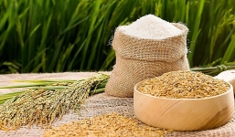 Bản tin giá lúa gạo hôm nay 31/8: Bất ngờ chững lại