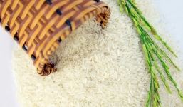 Giá lúa gạo hôm nay 5/9: Đi ngang chờ thời đột phá