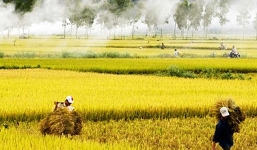 Giá lúa gạo hôm nay 16/9: Biến động nhẹ sau phiên bình ổn