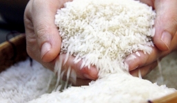 Giá lúa gạo hôm nay 28/9: Giá lúa giảm nhẹ