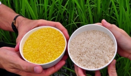 Giá lúa gạo hôm nay 9/10: Lúa gạo đều có xu hướng đi ngang