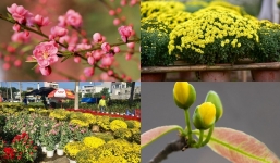 Không biết mẹo mua và chăm sóc hoa dưới đây thì đừng nghĩ đến chuyện chơi hoa Tết!