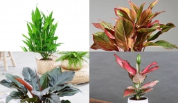 4 loại cây nên đặt lên bàn thờ năm 2022 để gia đạo bình an, lưu ý điều này tránh tai họa