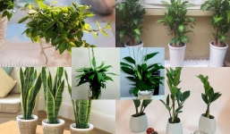 5 loại cây phong thuỷ nên để trong nhà trong năm 2022 để tài vận được hanh thông 