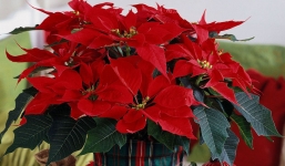 Tết Nguyên đán 2022 chơi hoa này, cả năm tài lộc đổ vào nhà 'cuồn cuộn' cho 12 con giáp