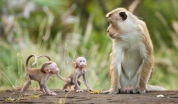 3 tuổi cực kỳ xấu trong năm 2022: Tuổi Thân vừa dính hạn 'tam tai' vừa xung Thái Tuế