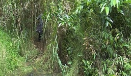 Kẻ biến thái giật lắc vàng của cô gái đi vệ sinh ở công viên