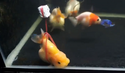 Chú cá cảnh 'vừa chột vừa què' được chủ nhân có tâm chế cho chiếc xe lăn độc đáo