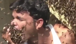 'Dị nhân' nhét cả mớ ong vào miệng dễ như ăn kẹo