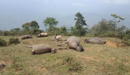 Lào Cai: Đàn trâu 6 con bị sét đánh chết, thiệt hại hơn 150 triệu đồng