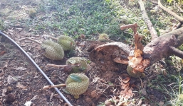 Lốc xoáy kinh hoàng tại Lâm Đồng: Hàng nghìn gốc sầu riêng gãy đổ, người dân khóc nghẹn