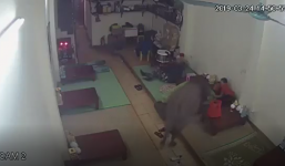 Bất ngờ đột nhập lúc cả nhà đang ngủ, trâu con giương sừng nhằm thẳng bé trai để húc